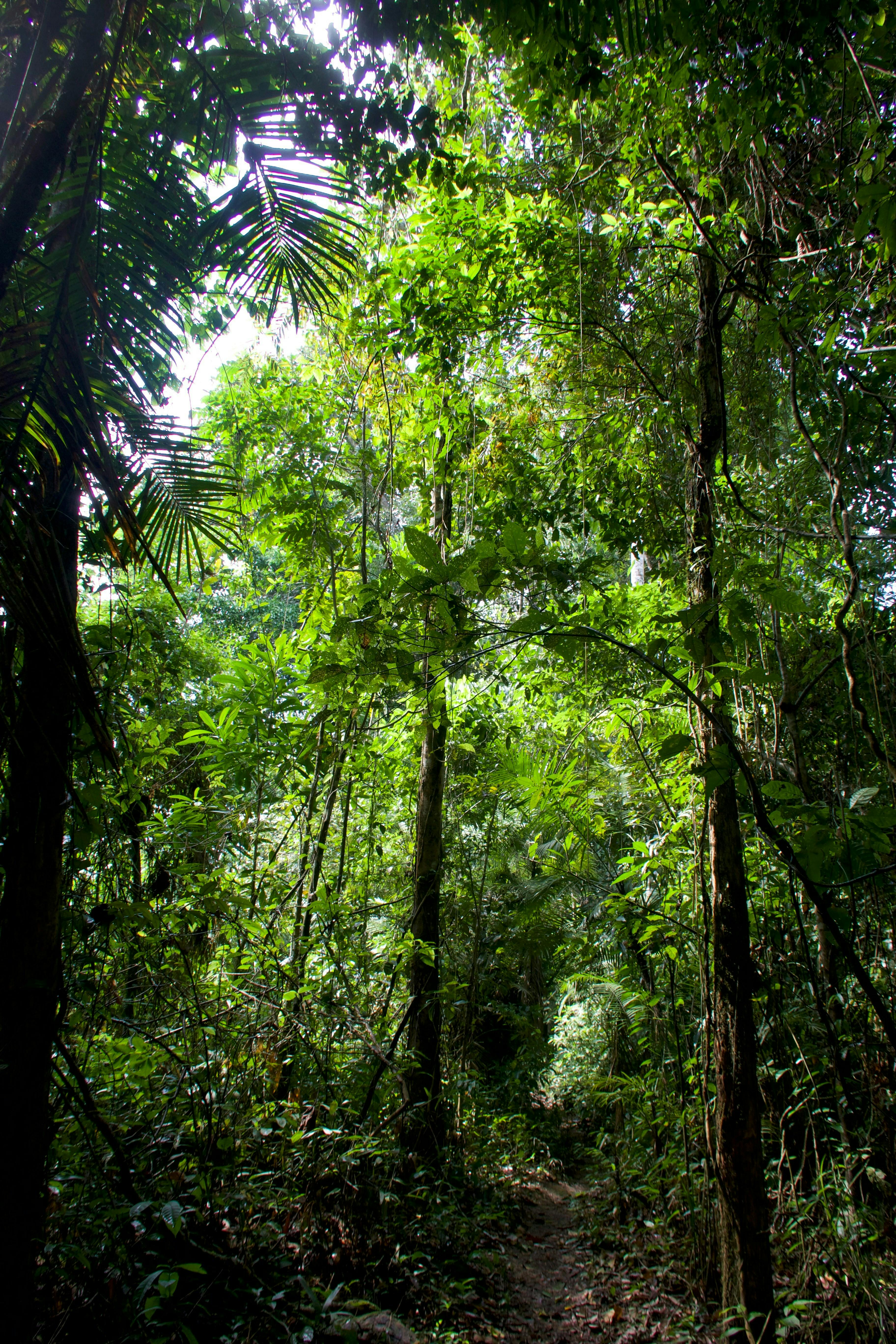 Treeconomy TBN Atlantic Forest project image.