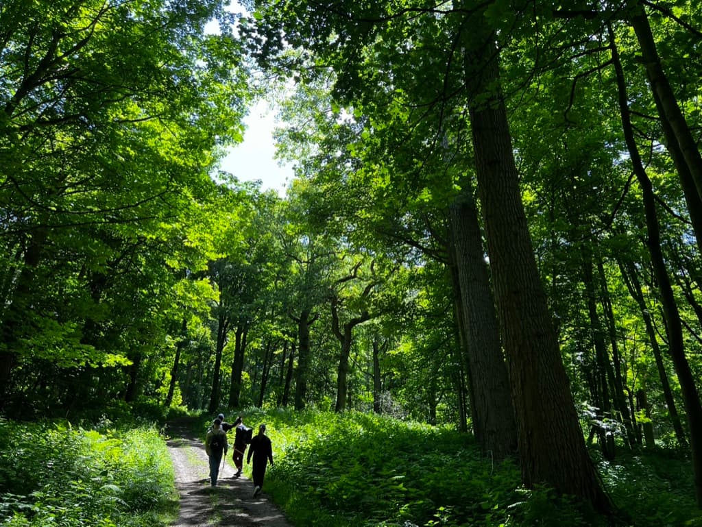 People walking along a woodland track beneath tall broadleaf trees