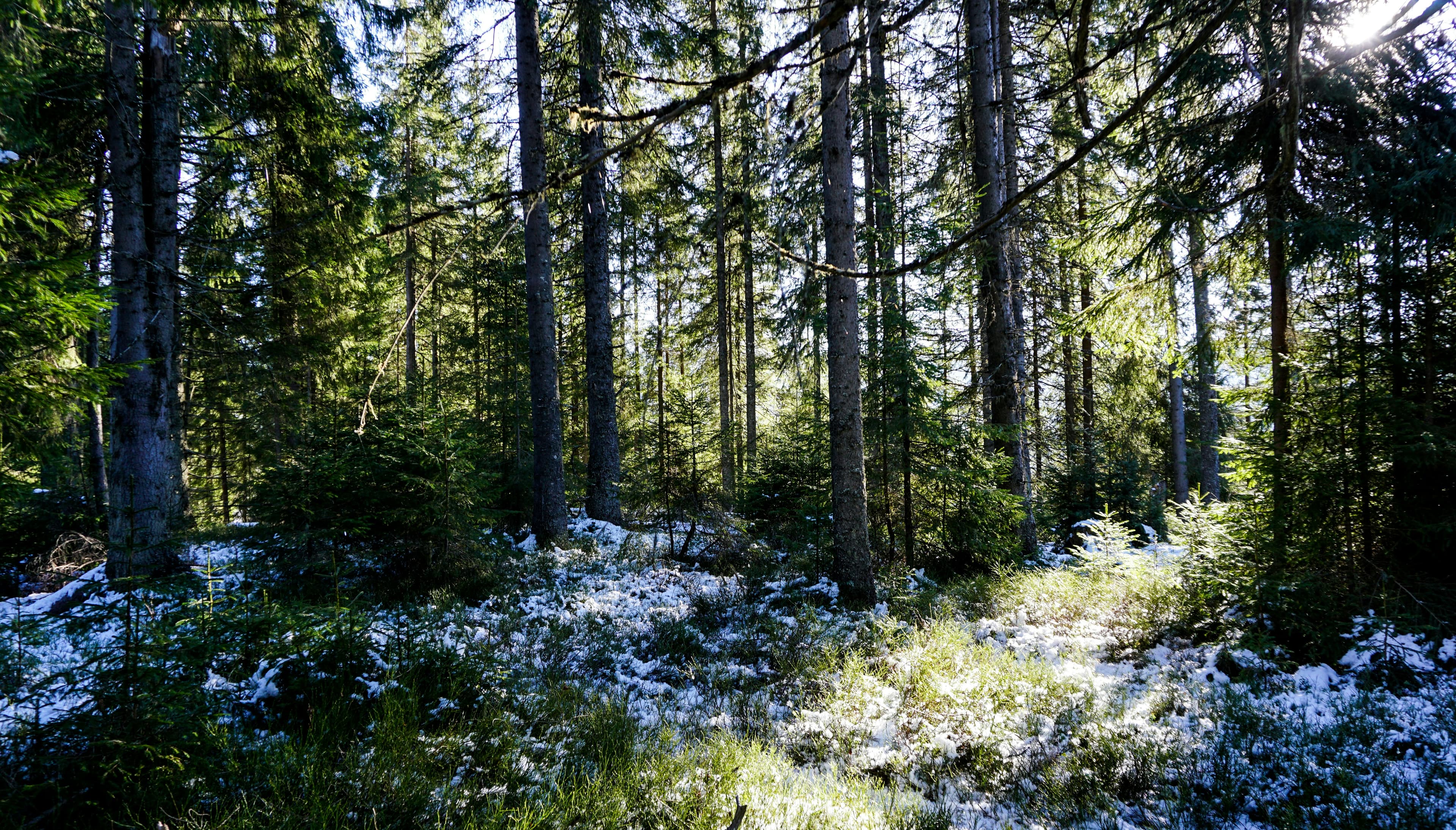 Treeconomy Miramichi Forest Carbon project image.